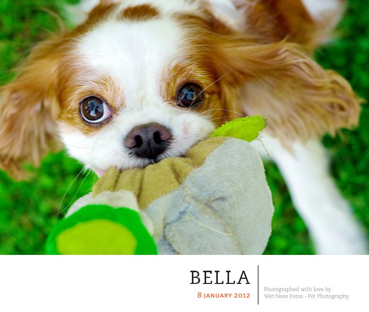 Bella nach Wet Nose Fotos anzeigen
