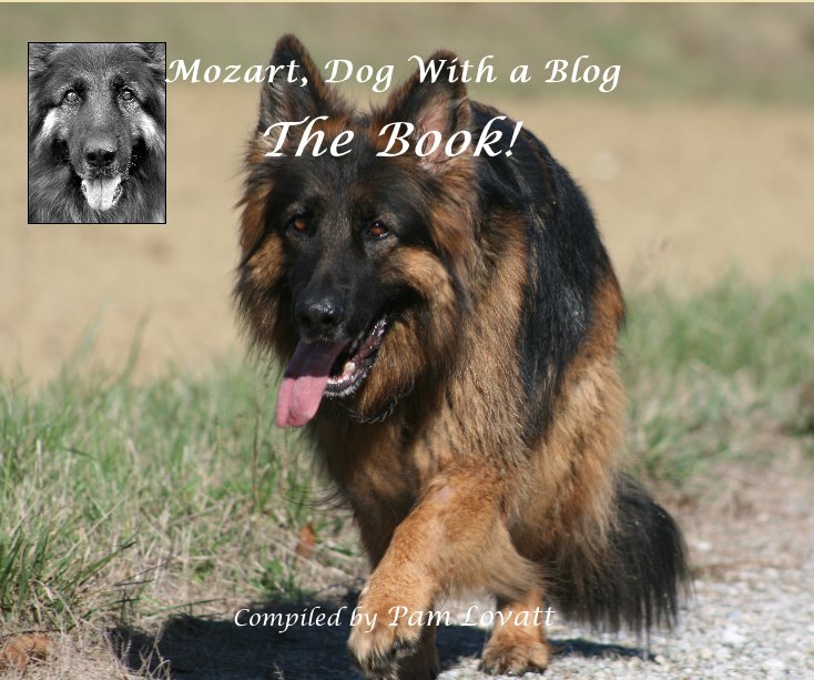 View Mozart, Dog With a Blog by Pam Lovatt
