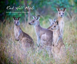 Kangaroos: RED HILL MOB book cover