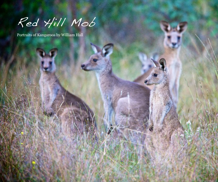 View Kangaroos: RED HILL MOB by William Hall