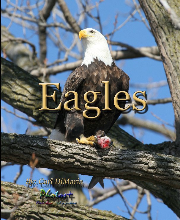 View Eagles by cdimaria