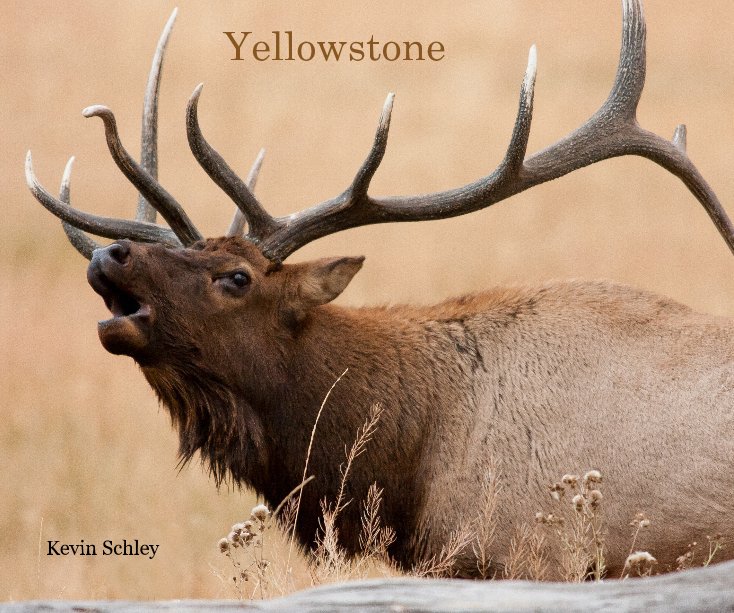 View Yellowstone by Kevin Schley