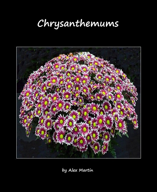 View Chrysanthemums by Alex Martin
