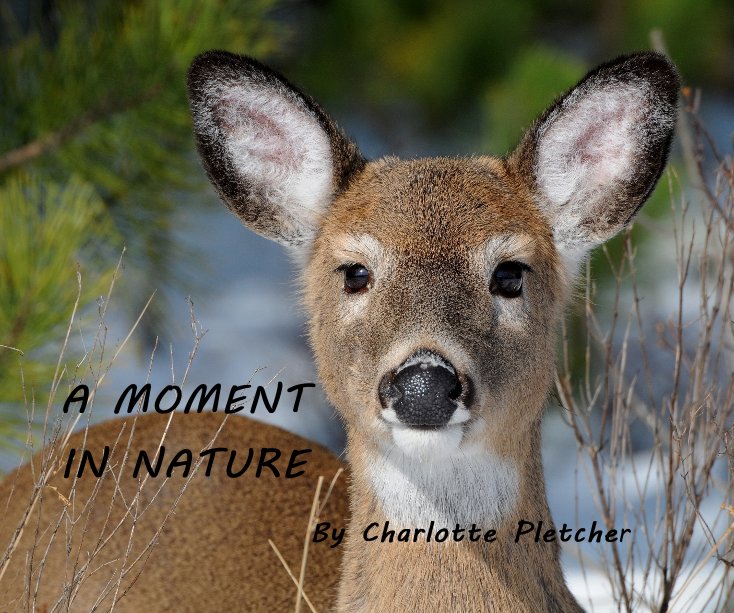 View A MOMENT IN NATURE By Charlotte Pletcher by Charlotte Pletcher