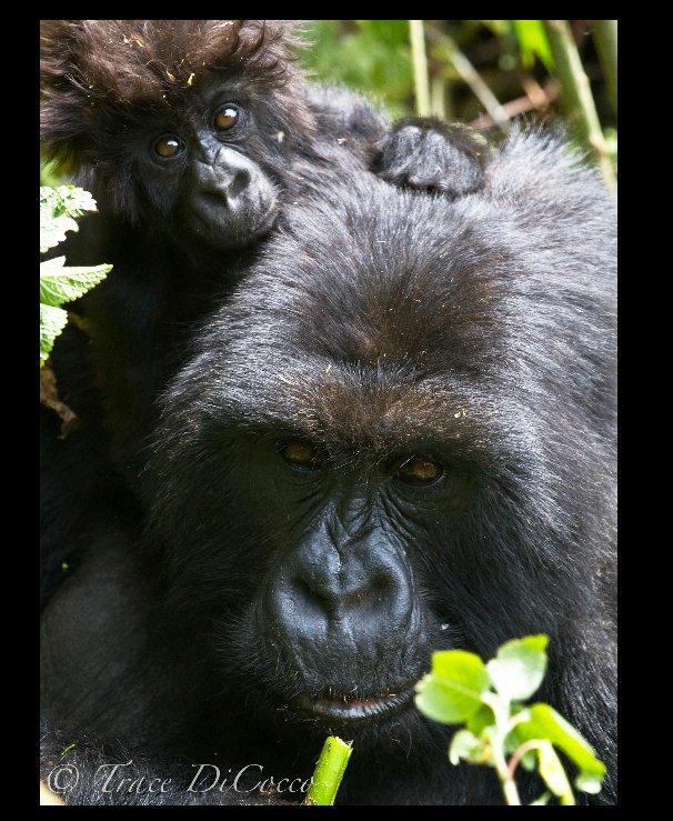 View the gorillas in the mountains by Trace DiCocco
