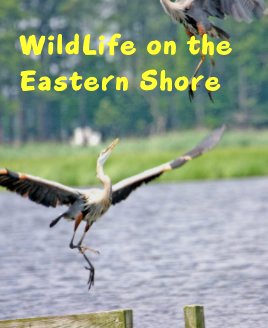 WildLife on the Eastern Shore book cover