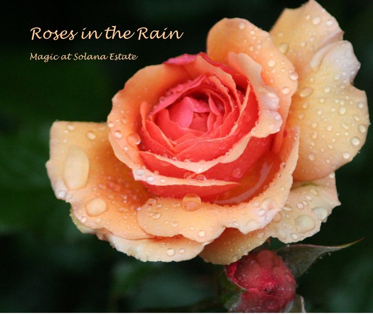 View Roses in the Rain by Cheryl Greene