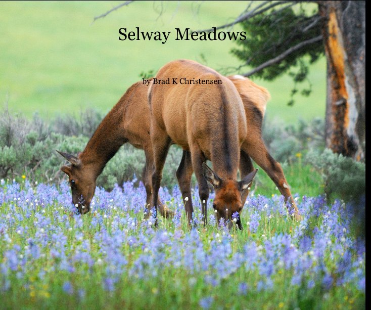 Ver Selway Meadows por Brad K Christensen