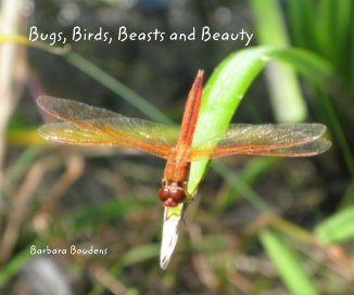 Bugs, Birds, Beasts and Beauty book cover