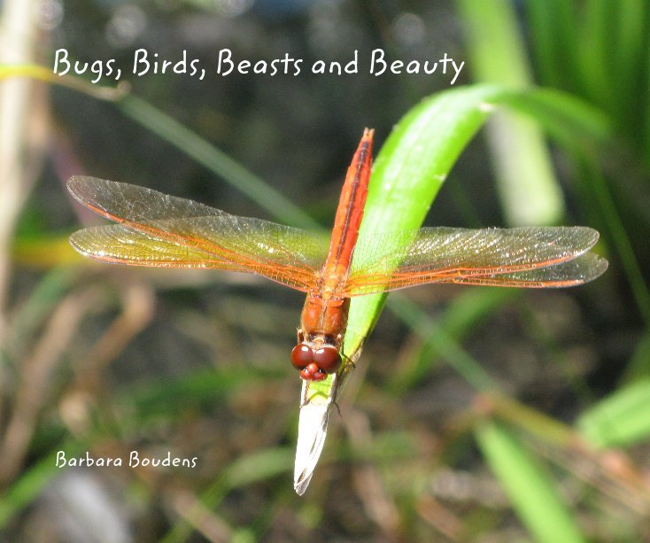 Bekijk Bugs, Birds, Beasts and Beauty op Barbara Boudens