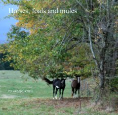 Horses, foals and mules book cover