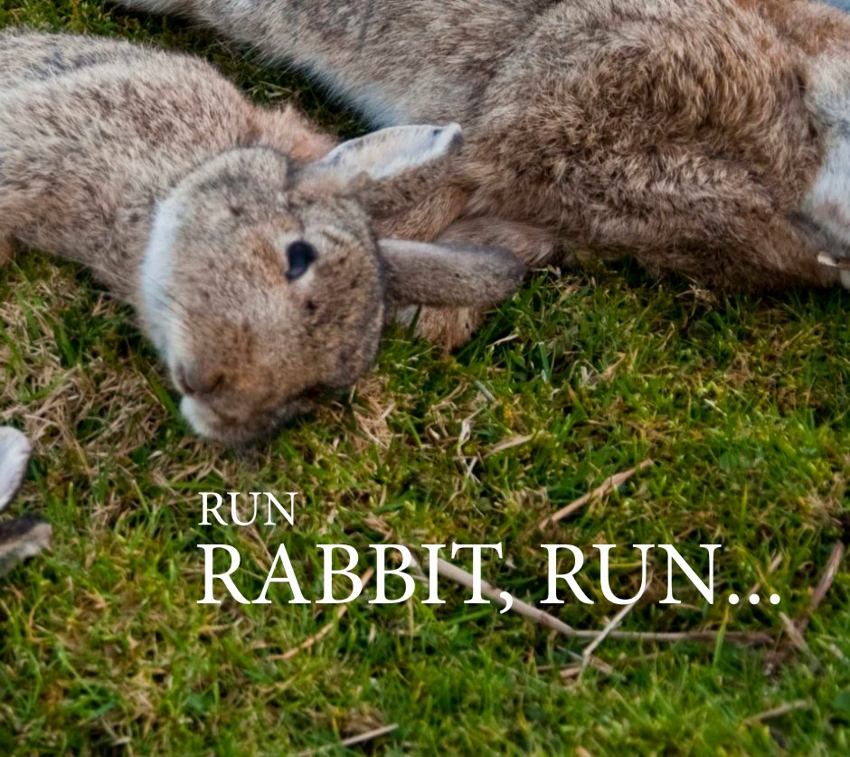 View Run Rabbit Run by Geoff Quansoon