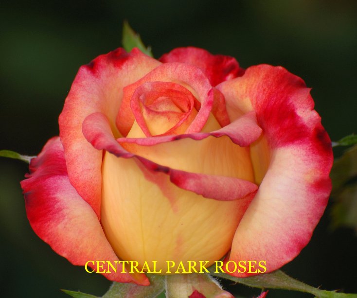 View CENTRAL PARK ROSES by Russell Jenkins cfotos4fun@yahoo.com
