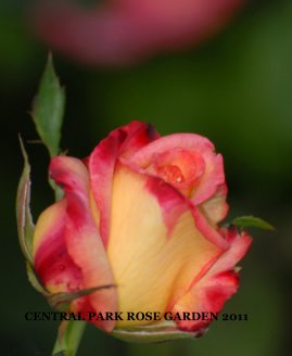 CENTRAL PARK ROSES 2011 book cover