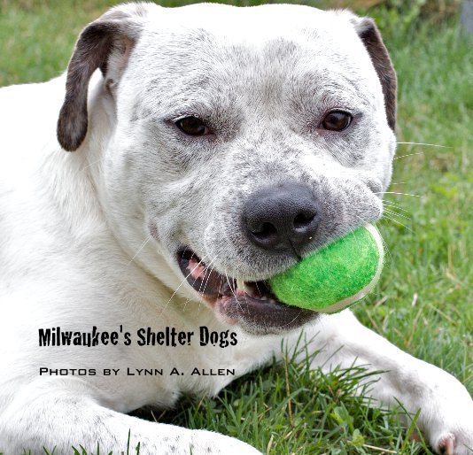 Ver Milwaukee's Shelter Dogs por BlackSheepPh