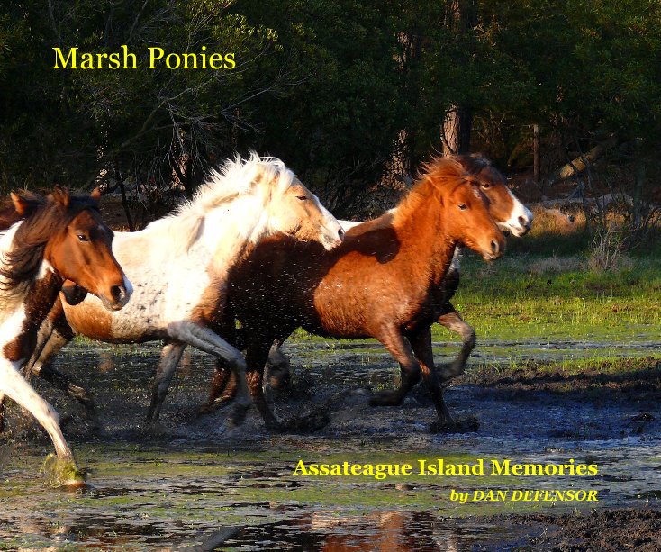View Marsh Ponies 10"x8" by DAN DEFENSOR