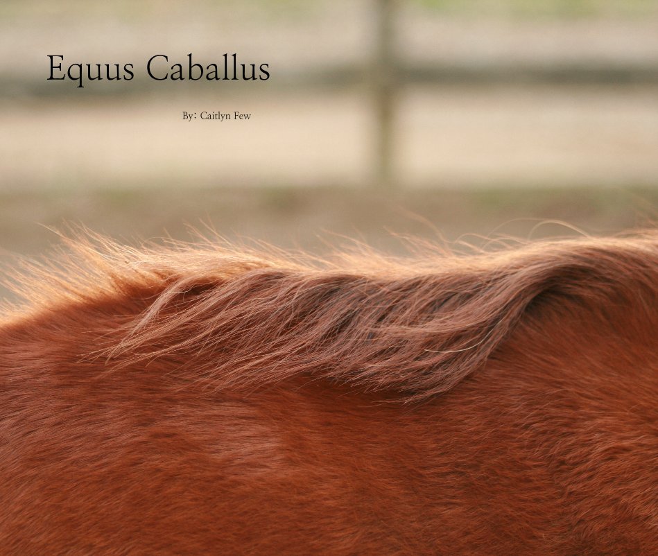 View Equus Caballus by By: Caitlyn Few