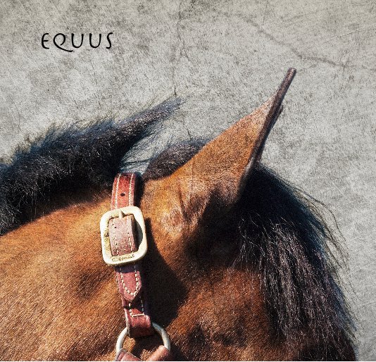 View equus by Chelsea Durand
