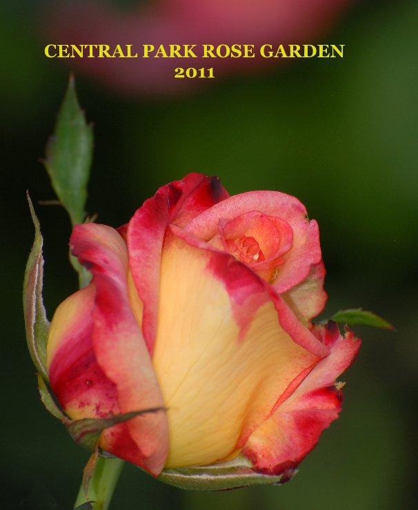 Visualizza CENTRAL PARK ROSE GARDEN 2011 di Russell Jenkins
cfotos4fun@yahoo.com