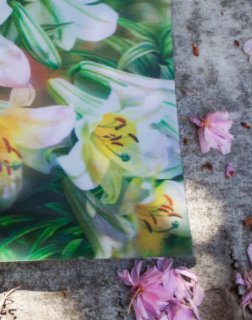 Cellophane Blossoms book cover