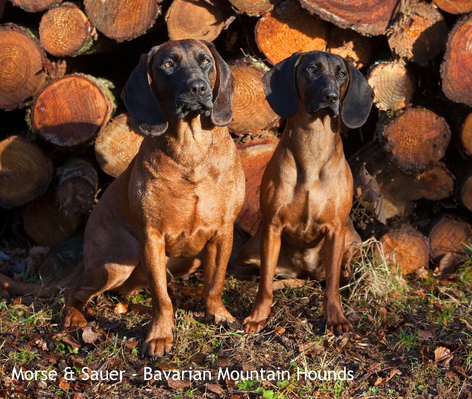 View Morse & Sauer - Bavarian Mountain Hounds by Mark Cooper