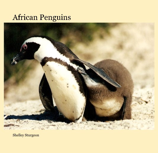 Visualizza African Penguins di Shelley Sturgeon