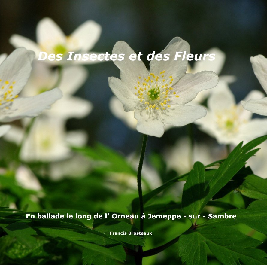 View Des Insectes et des Fleurs by Francis Brosteaux