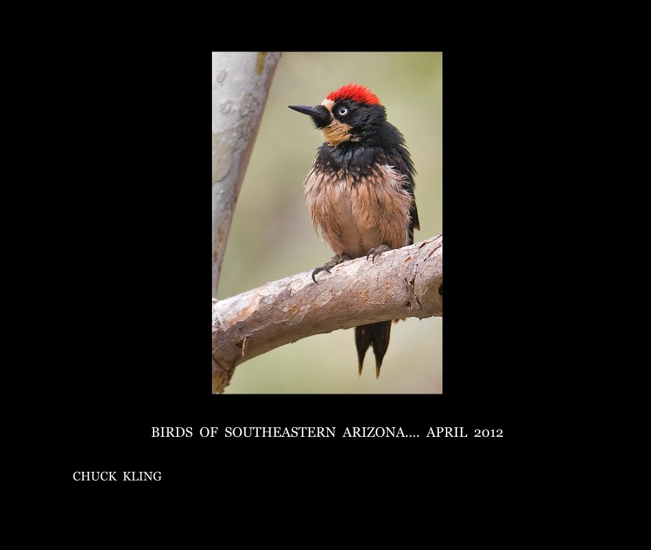Bekijk BIRDS OF SOUTHEASTERN ARIZONA.... APRIL 2012 op CHUCK KLING
