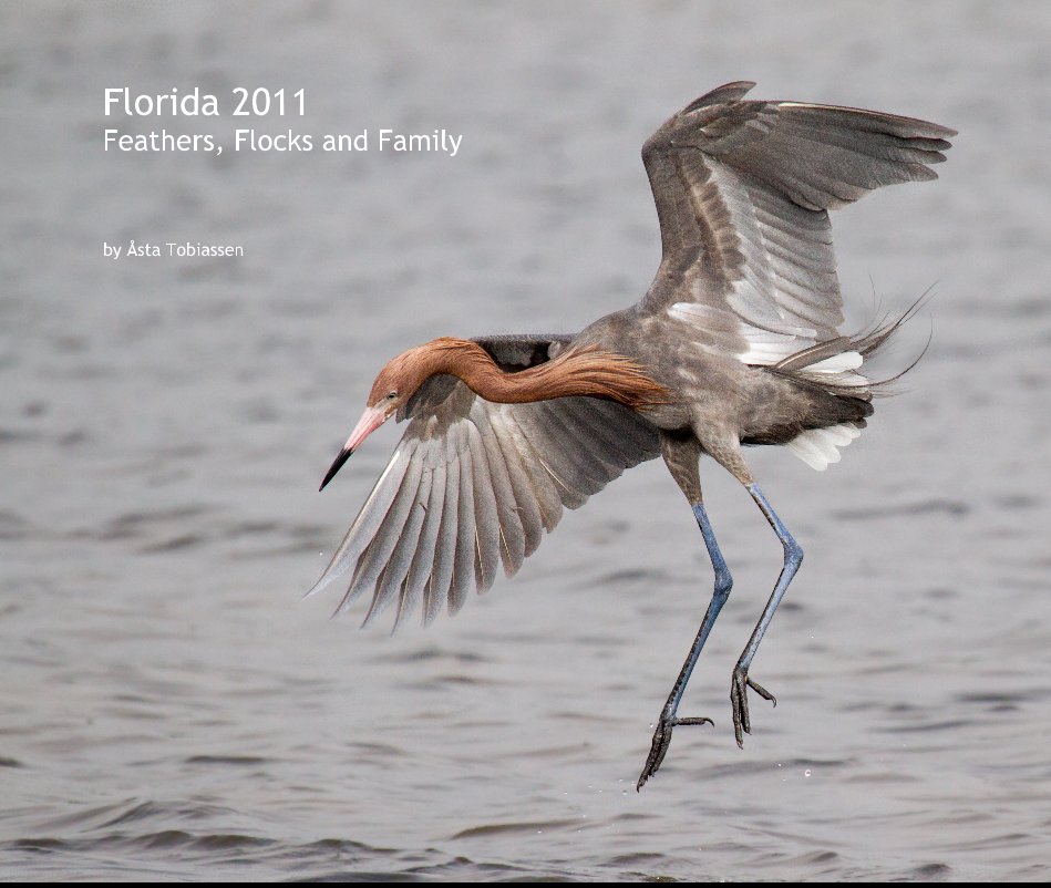 View Florida 2011 Feathers, Flocks and Family by Åsta Tobiassen