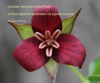 Consider the Lilies of the Field... A Photo Book of Wildflowers of Eastern Ontario book cover