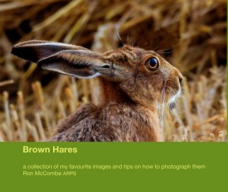Brown Hares book cover