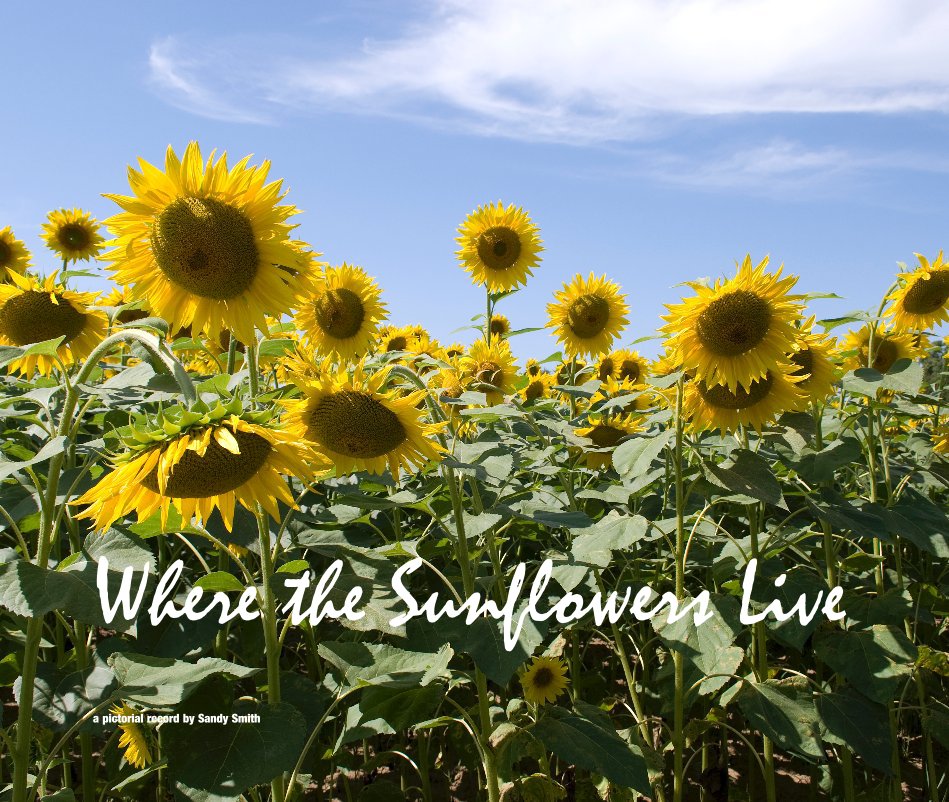View Where the Sunflowers Live by a pictorial record by Sandy Smith
