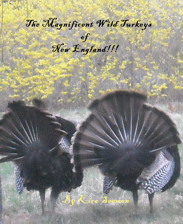 View The Magnificent Wild Turkeys of New England!!! by Kira Seamon