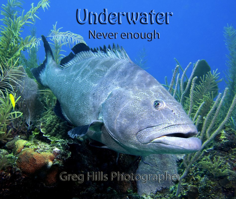 View Underwater Never Enough by Greg Hills Photographer