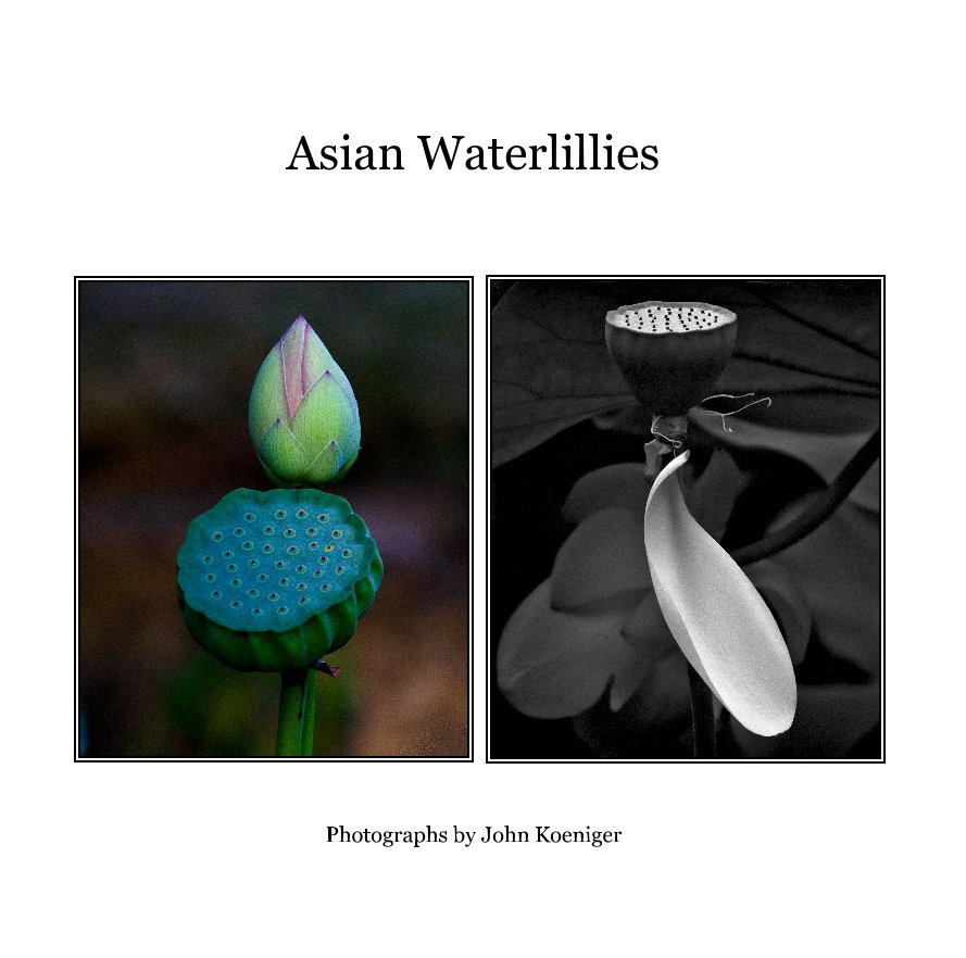 View Asian Waterlillies by Photographs by John Koeniger