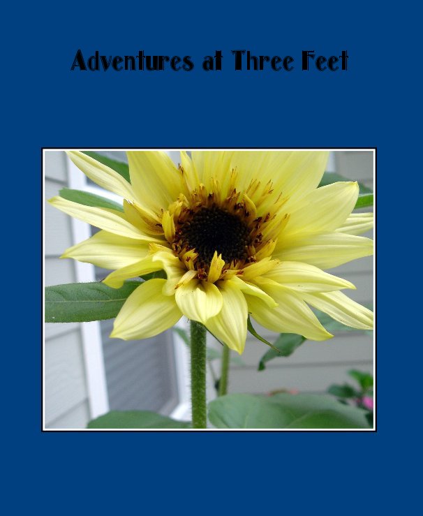 View Adventures at Three Feet by Amber Martin