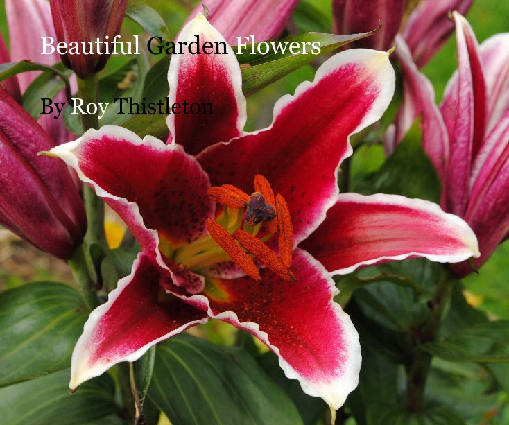 View Beautiful Garden Flowers by Roy Thistleton