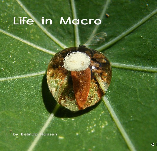 View Life in Macro by Belinda Hansen