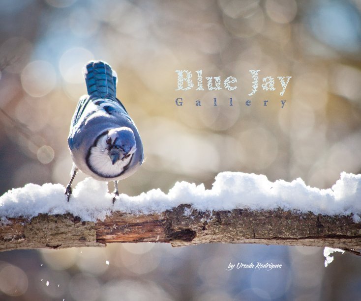 View Blue Jay G a l l e r y by Ursula Rodrigues