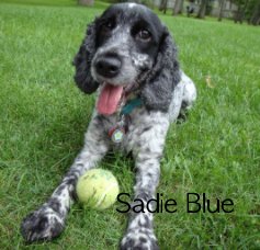 Sadie Blue book cover