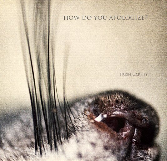 View how do you apologize? by Trish Carney