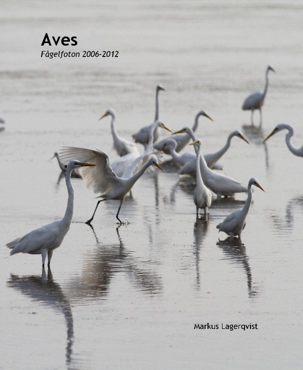View Aves Fågelfoton 2006-2012 by Markus Lagerqvist