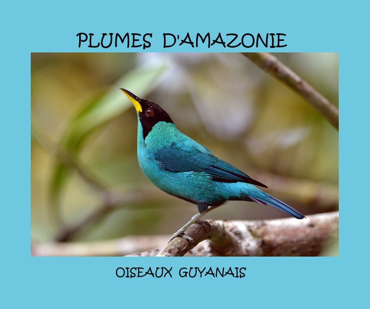 View PLUMES D'AMAZONIE OISEAUX GUYANAIS by marcoiseaux
