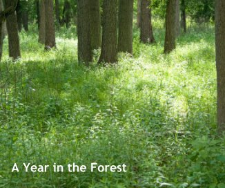A Year in the Forest book cover