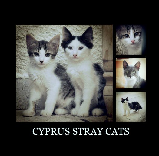 View CYPRUS STRAY CATS by Ozlem Mehmet