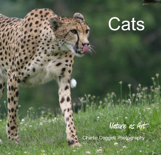 Cats nach Charlie Doggett Photography anzeigen