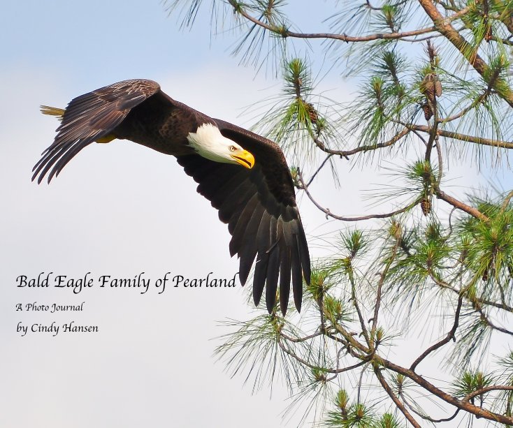 View Bald Eagle Family of Pearland by Cindy Hansen