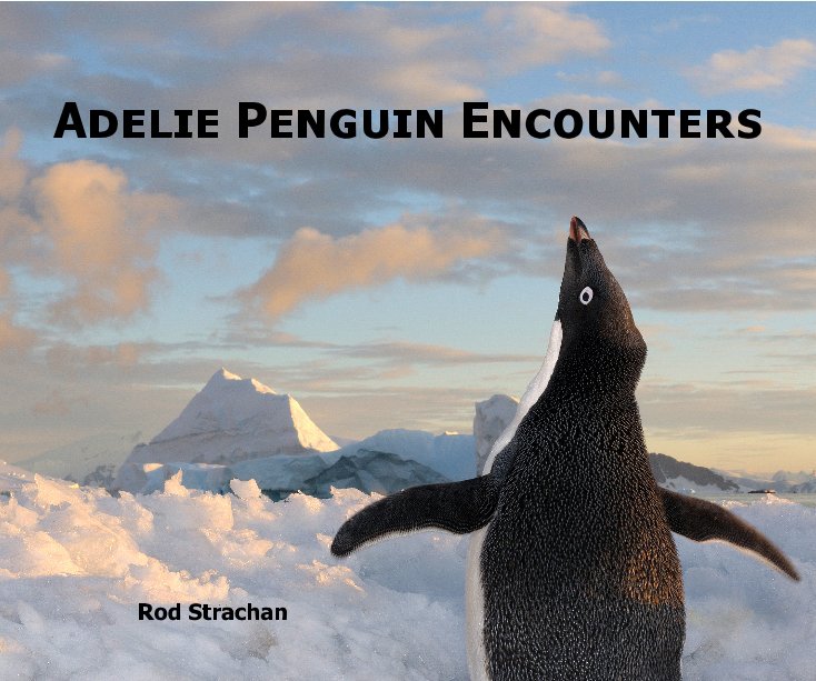Adelie Penguin Encounters nach Rod Strachan anzeigen