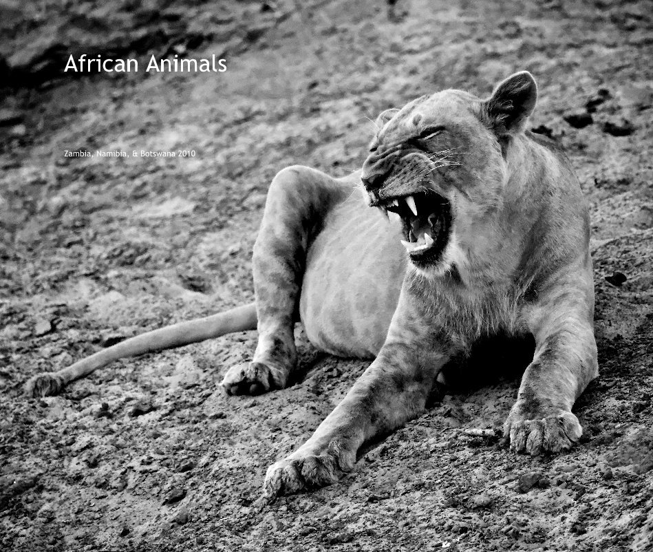 View African Animals by Zambia, Namibia, & Botswana 2010