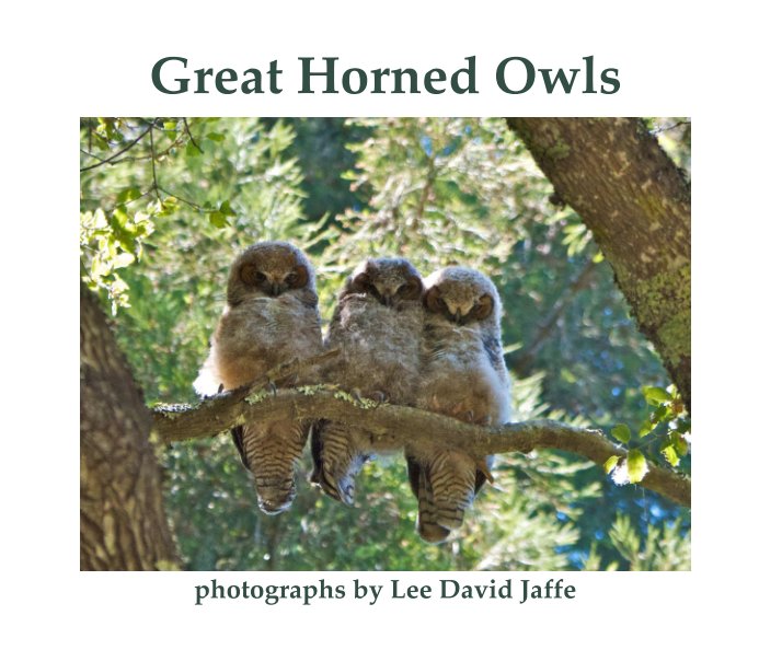 Bekijk Great Horned Owls op Lee David Jaffe